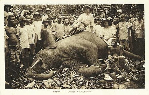 chasse elephant-gabon