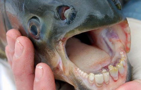 4255_vampire-fish-02_04700300.jpg