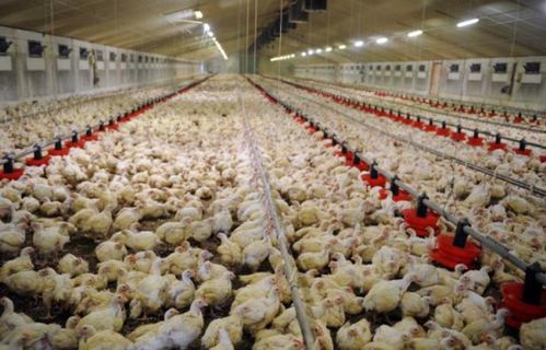 poulets-eleves-batterie.jpg