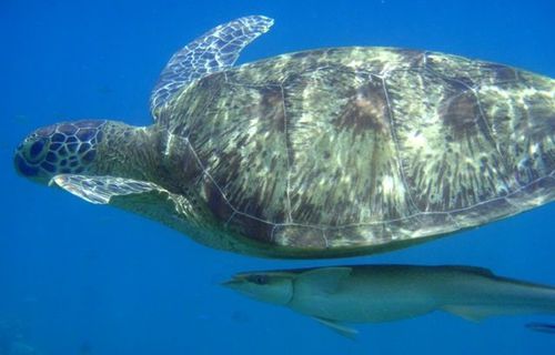 Tortue-et-remora-copie-1.jpg
