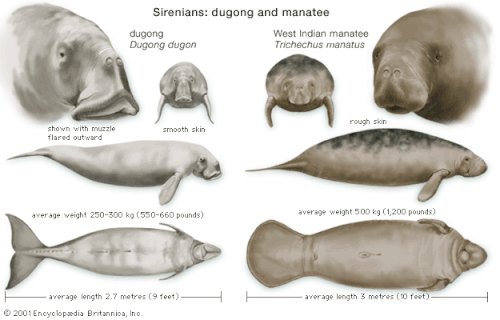lamantin-dugong-sirène
