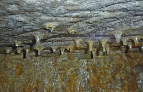 Brasserie stalactites tubul BC