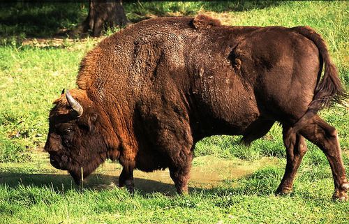 le bison