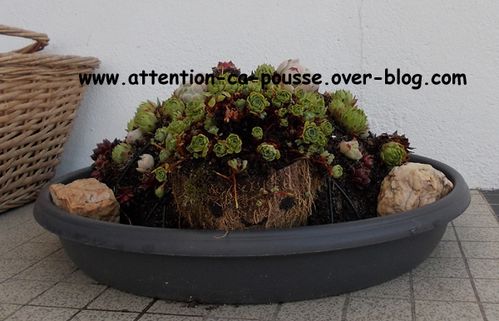 tortue-sempervivums-12.jpg