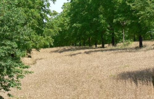 agroforesterie