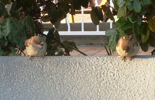 oiseaux-1.JPG