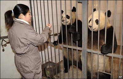panda-prisoner.jpg