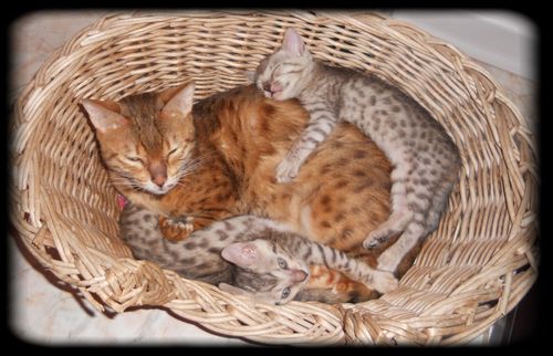 Chatons Bengal A Vendre Chatons Bengal A Vendre