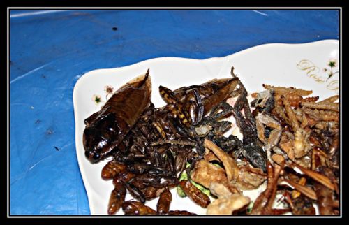 N06 Insect Thai