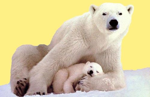 animal-ours-polaire-00-art.jpg