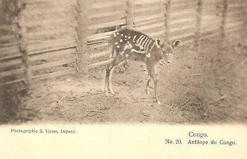 antilope-sitatunga-congo