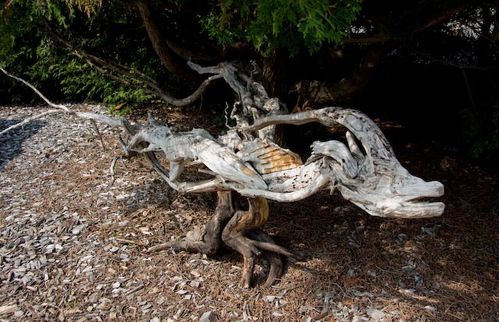 dragon au jardin 