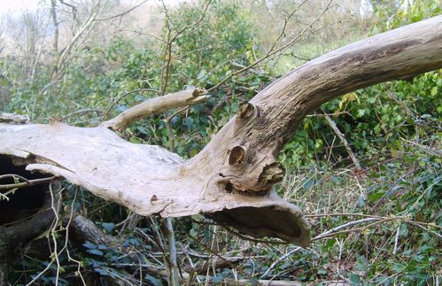arbre mort
