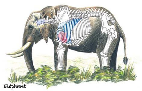 elephant-diagram