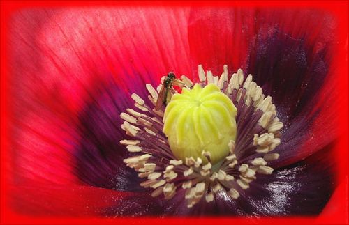 Fleur-de-pavot.jpg
