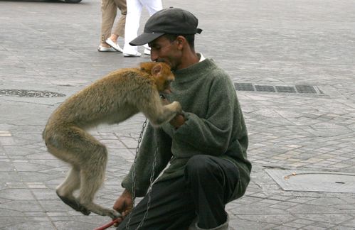 J 14 Marrakech singe1