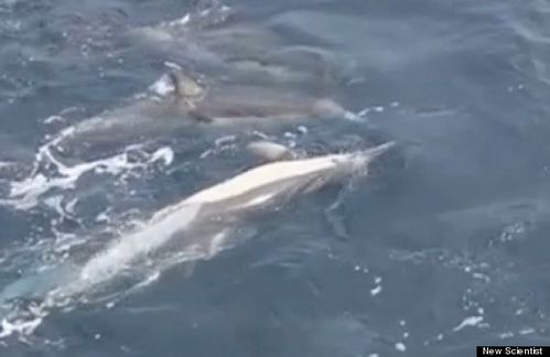 o-DOLPHINS-TRYING-TO-SAVE-DYING-COMPANION-570.jpg