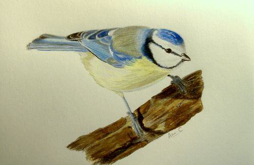 Mésange bleue n°2