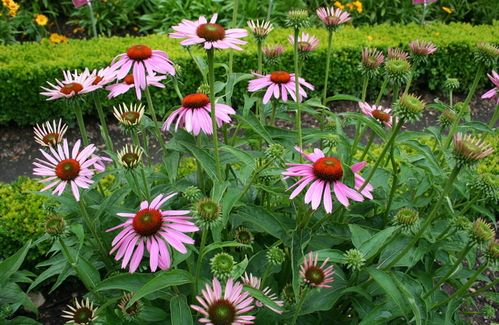 6C-9-07 Echinacea purpurea 'Magnus' 9467 redimensionner