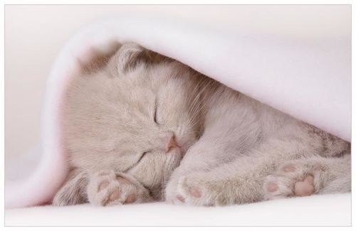 chaton-douceur.jpg
