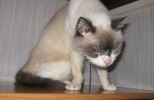 Bianca 3