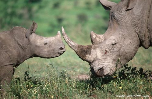 white-rhino-109044_74764.jpg