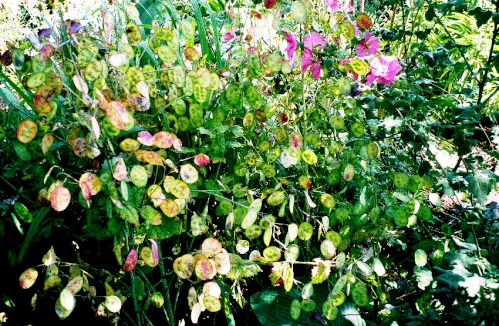 Jardin des Boiries Olérone