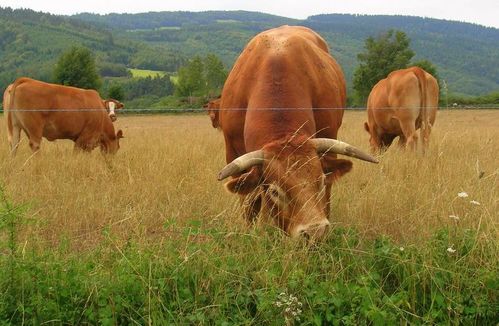 cow-vache.jpg