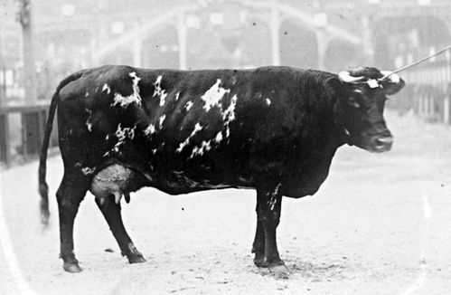 Cotentine---type---vache---Grand-Prix-Paris-1899---FD-ENV-M