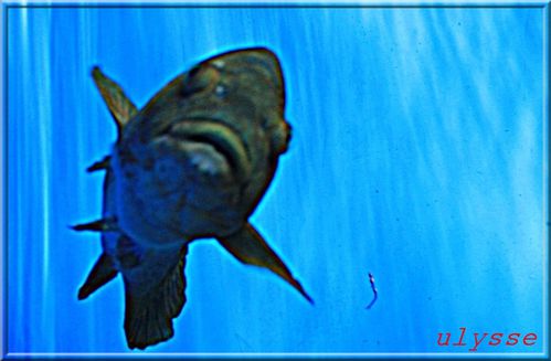 aquarium-la-roch. 0014
