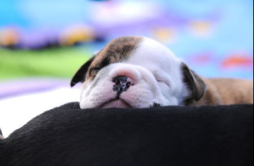 bouledogue373.jpg