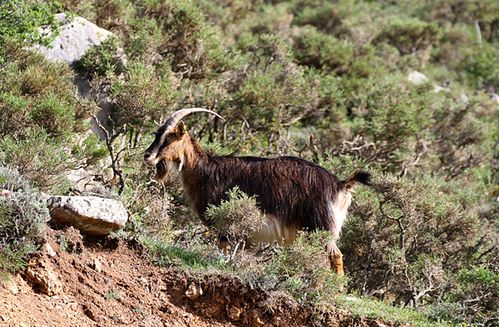 Chevre-corse---Calacuccia-2B---2013.05.06-ER-B2.JPG