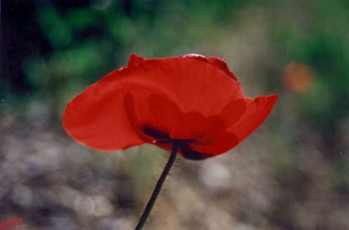 coquelicot-5.jpg