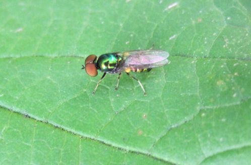 petite mouche verte- Microchrysa polita mâle-copie-1