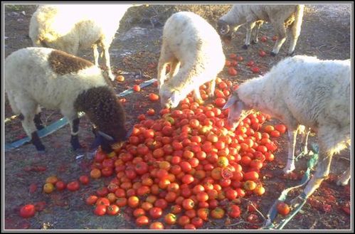 TOMATE.jpg