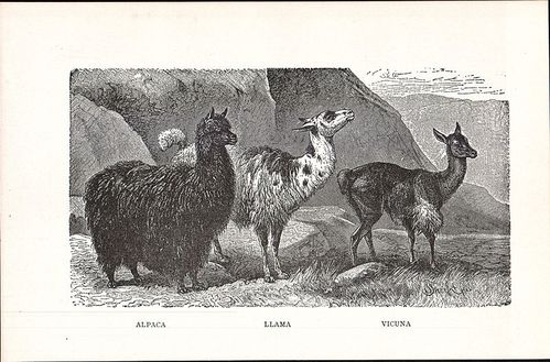 Alpaca-_Llama-_Vicuna_-illustration_from_New_Student-s_Refe.jpg