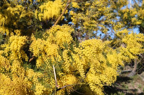 Mimosa4 - 16.02.2013