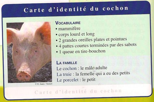 CI cochon