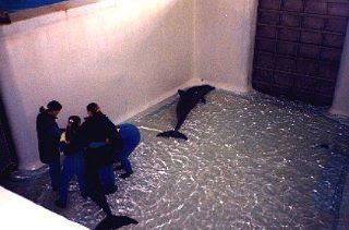 rencontre avec les dauphins parc asterix