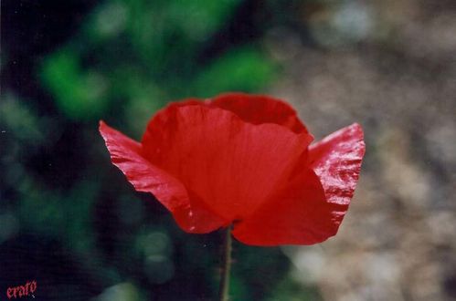 coquelicot-10.jpg