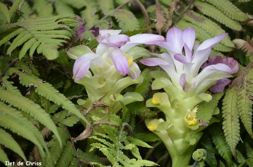 FLEUR-MYSTERE-IDC-1-.JPG