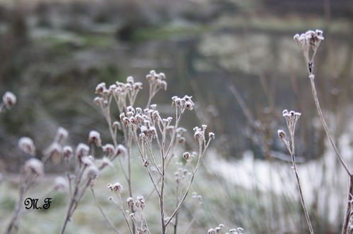 Chemine de Penfrat 21-02-10 059
