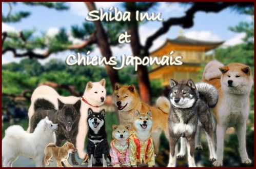 Boo Le Chien Pomeranian Le Blog Du Shiba Inu Et Des Chiens Boo Le Chien Pomeranian Le Blog Du Shiba Inu Et Des Chiens