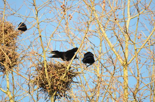 Corbeau-freux---leurs-nids--36-.JPG