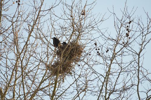 Corbeau-freux---leurs-nids--38-.JPG