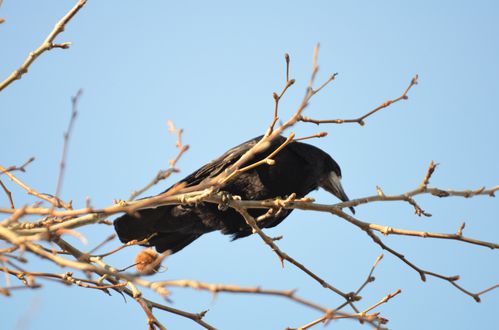 Corbeau-freux---leurs-nids--44-.JPG