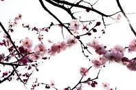 fleur-de-cerisier.jpg