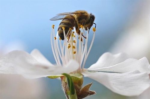 abeille-5.jpg