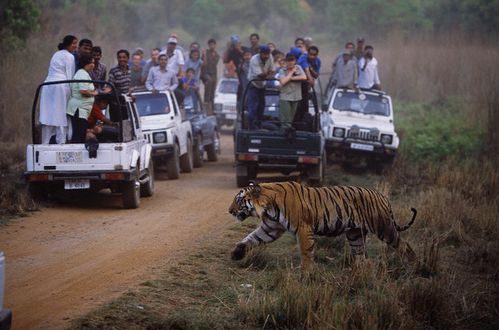 jeep-safari-india.jpg