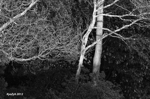 Fouilli de branches